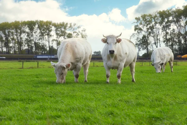 Vaches blanches pâturant dans le champ près d'une autoroute aux Pays-Bas — Photo