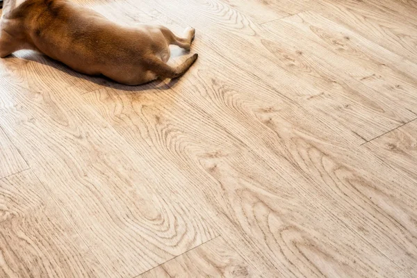 Brauner Hund liegt auf dem modernen hellen PVC-Boden, Blick auf den Rückraum für Text — Stockfoto