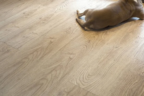 Brauner Hund liegt auf dem modernen hellen PVC-Boden, Blick auf den Rückraum für Text — Stockfoto