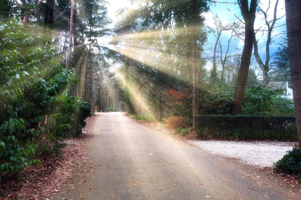 Sonnenstrahlen durch die Bäume in einer Straße mit vielen grünen Bäumen an einem sonnigen Morgen im Frühling — Stockfoto