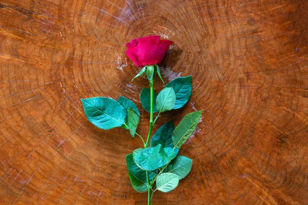 Röda rosor på trä bakgrund struktur romantiska blommor, Alla hjärtans dag koncept — Stockfoto