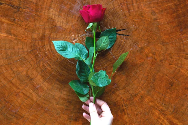 Frauenhände mit roter Rose und hölzernem Hintergrund, romantisches Valentinskonzept — Stockfoto