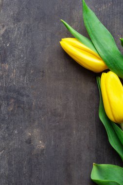Two Fresh yellow tulips on vintage old wooden background texture, April easter concept, space for text