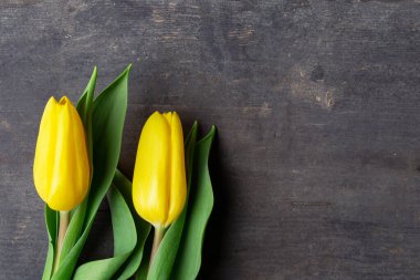 Two Fresh yellow tulips on vintage old wooden background texture, April easter concept, space for text