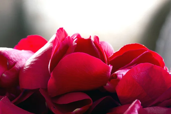 Red rose patels macro with defocused background, romantic spring concept.blurred background — Stockfoto