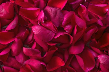 Pile of red rose petals background texture, romantic nature concept