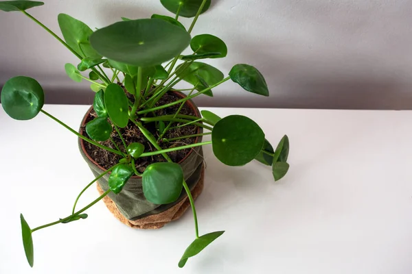 Pilea peperomioides, money plant in the pot. Single plant top view modern green houseplant decoration