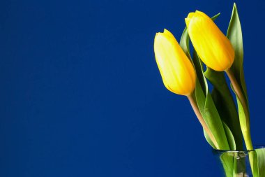 Bright yellow tulip flowers near blue wall in glass vase, modern spring concept background