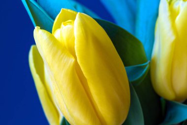Bright yellow tulips near blue wall, modern retro background, spring concept close-up