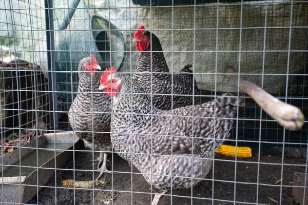 Hühner hinter dem Zaun in einem Hühnerstall. schwarzes und weißes Huhn in kleinem Käfig — Stockfoto