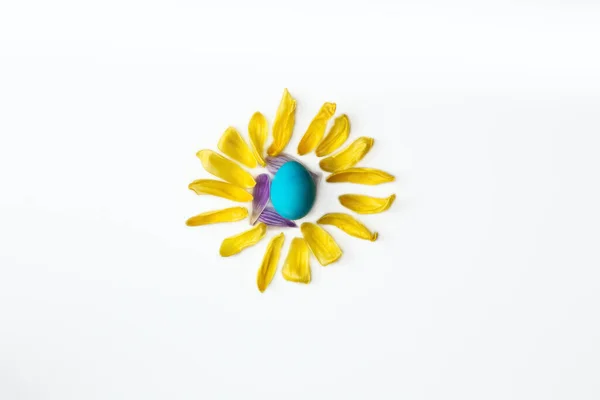 Блакитне пасхальне яйце, оточене жовтими пелюстками квітів, форма сонця ізольована на білому тлі, Великодня або весняна концепція — стокове фото