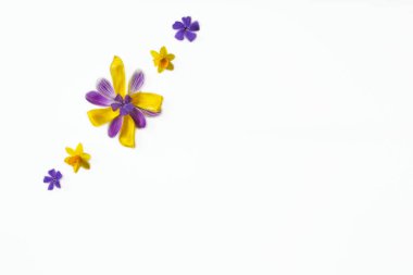 Mor ve sarı yapraklarla çevrili üst görünüm beyaz arkaplan, bahar konsepti