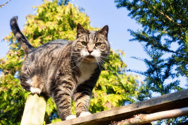Roztomilý chlupatý kočka kráčí přes plot na modré obloze na jaře se zelenými stromy na pozadí — Stock fotografie