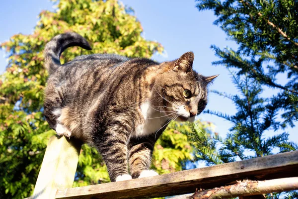 Roztomilý chlupatý kočka kráčí přes plot na modré obloze na jaře se zelenými stromy na pozadí — Stock fotografie