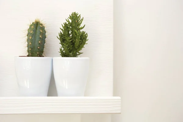 Decoración de dos cactus verdes en diseño moderno blanco del hogar del pote de flores, interior retro — Foto de Stock