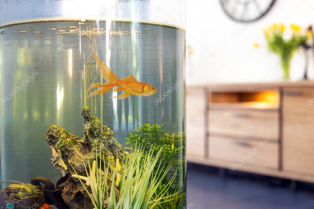 Goldfish in fish bowl with bubbles and water pumps in the tank in the living room,