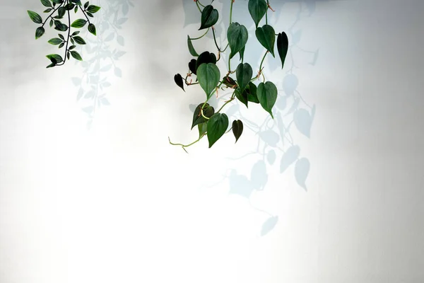 Grüner Efeu hängt an weißer Wand in modernem Haus mit dunklen Schatten, minimalem hellen Hintergrund lizenzfreie Stockbilder