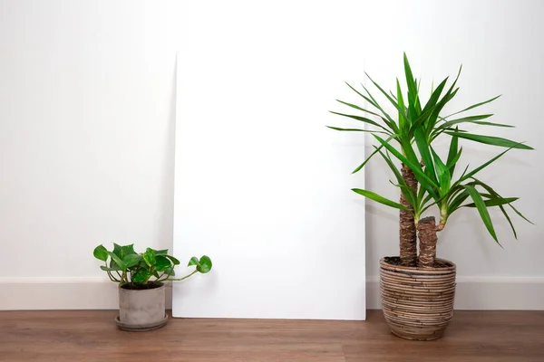 Intérieur moderne, mur blanc avec des plantes vertes sur le sol en PVC contre mur blanc avec affiche vide vierge ou cadre pour le texte. Rétro — Photo