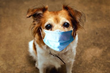 Corona virüsünü korumak için güvenlik maskesi takan köpek sevimli kahverengi köpeğe 19 koruma maskesi takıyor.,