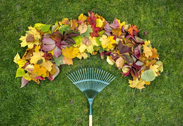 Rastrella su un bastone di legno e fogliame autunnale colorato. Raccogliere ritagli di erba. Attrezzi da giardino . — Foto Stock