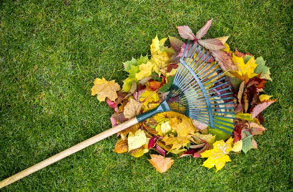 Rastrella su un bastone di legno e fogliame autunnale colorato. Raccogliere ritagli di erba. Attrezzi da giardino . — Foto Stock