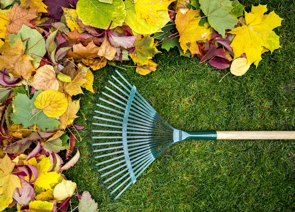 Rastrillo en un palo de madera y follaje de otoño de colores. Recogiendo recortes de hierba. Herramientas de jardín . —  Fotos de Stock