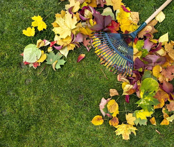 Hark op een houten stok en gekleurde herfst gebladerte. Het verzamelen van gras knipsels. Tuingereedschap. — Stockfoto