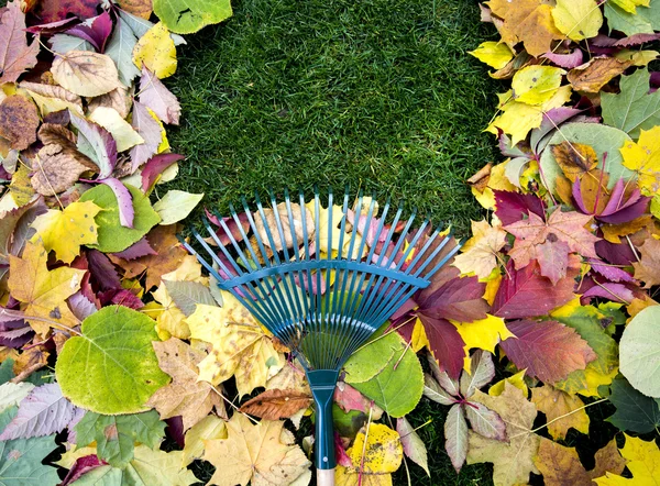 Rastrella su un bastone di legno e fogliame autunnale colorato. Raccogliere ritagli di erba. Attrezzi da giardino . — Foto Stock