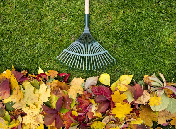 Rastrillo en un palo de madera y follaje de otoño de colores. Recogiendo recortes de hierba. Herramientas de jardín . —  Fotos de Stock