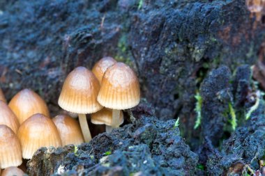 Kafamız güdük ormanın içinde. Doğa arka plan.