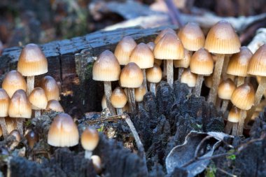 Kafamız güdük ormanın içinde. Doğa arka plan.