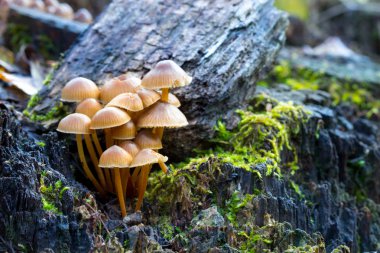 Kafamız güdük ormanın içinde. Doğa arka plan.