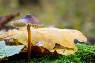 Yeşil taze yosun ile derin moss ormandaki mantar