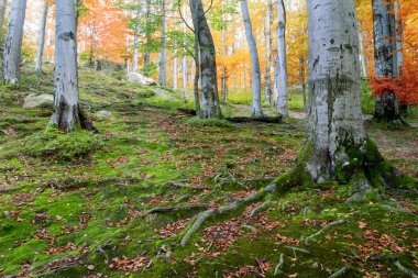 Büyük taş ile derin moss sonbahar orman