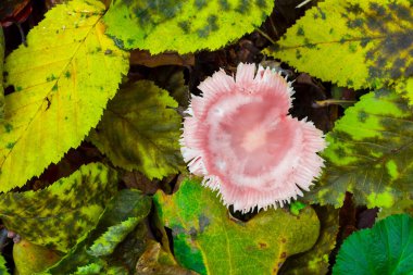 Mantar ormandaki yaprakları sonbaharda çevresinde. Arka plan.