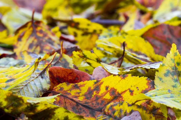 Leafs bakgrund. Textur i skogen. — Stockfoto