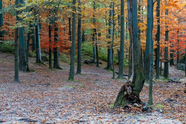 Глубокий мхов осенний лес с большим камнем — стоковое фото