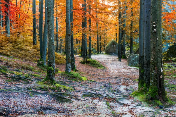 Forêt d'automne de mousse profonde avec grande pierre — Photo