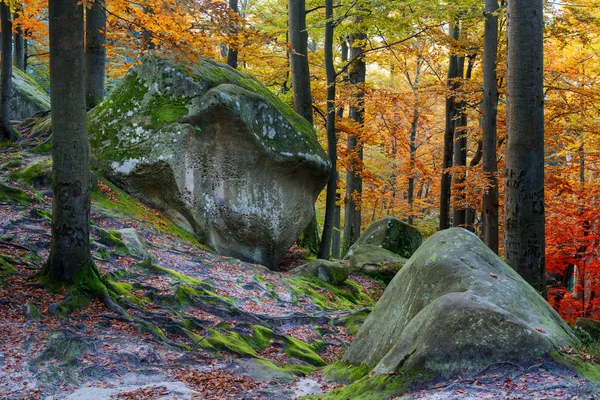 Глубокий мхов осенний лес с большим камнем — стоковое фото