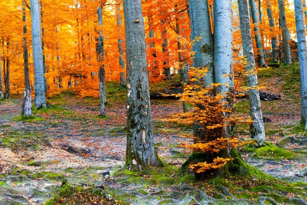 Глубокий мхов осенний лес с большим камнем . — стоковое фото