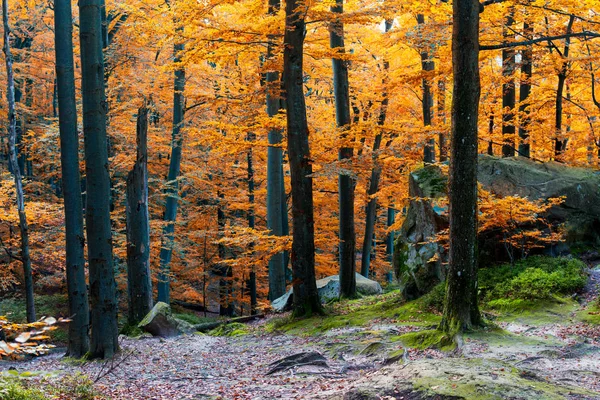 Forêt d'automne de mousse profonde avec grande pierre . — Photo