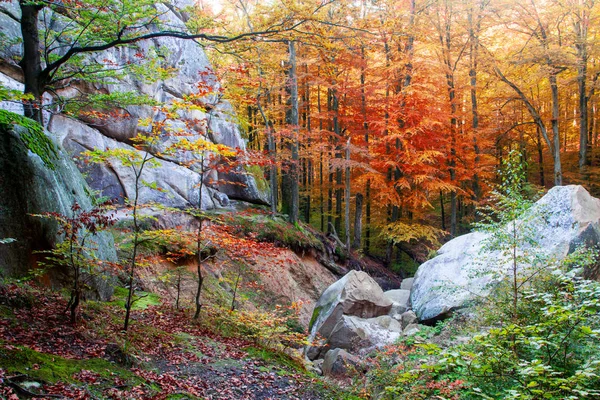 Глубокий мхов осенний лес с большим камнем . — стоковое фото
