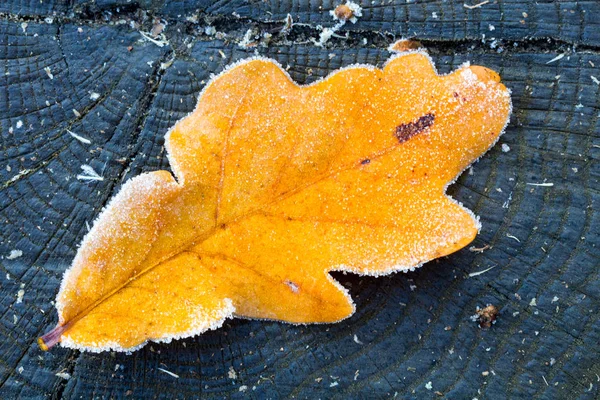 Foglia di quercia su legno. Nella foresta. Sfondo astratto . — Foto Stock