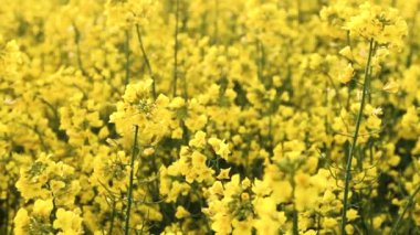 Gün batımında tecavüz alan. Golden sun tecavüz çiçek yakın çekim bakış