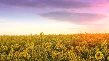 Gün batımında tecavüz alan. Golden sun tecavüz çiçek yakın çekim bakış