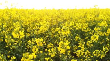 Gün batımında tecavüz alan. Golden sun tecavüz çiçek yakın çekim bakış