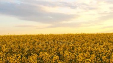 Gün batımında tecavüz alan. Golden sun tecavüz çiçek yakın çekim bakış