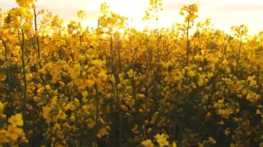 Gün batımında tecavüz alan. Golden sun tecavüz çiçek yakın çekim bakış