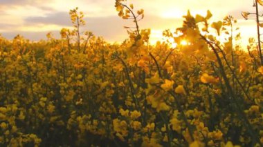 Gün batımında tecavüz alan. Golden sun tecavüz çiçek yakın çekim bakış