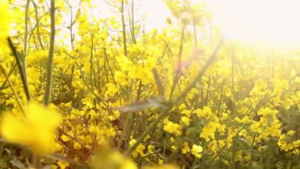 Зґвалтування на заході сонця. Квіти зґвалтування крупним планом проблиск золотого сонця — стокове відео
